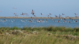 Λιμνοθάλασσα Αλυκή - Lagoon Aliki - Lagune Aliki