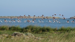 Λιμνοθάλασσα Αλυκή - Lagoon Aliki - Lagune Aliki