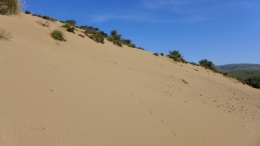 Αμμοθίνες - Sand dunes - Sanddünen